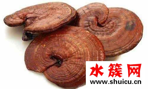 什么是血靈芝 血靈芝的功效與作用 什么是血靈芝?