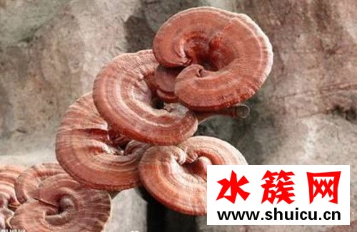 什么是血靈芝 血靈芝的功效與作用 什么是血靈芝?