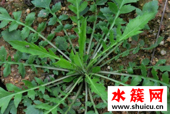 薺菜又叫什么菜