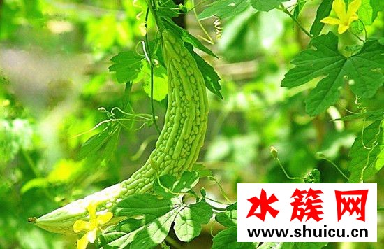 苦瓜和木耳能一起吃嗎