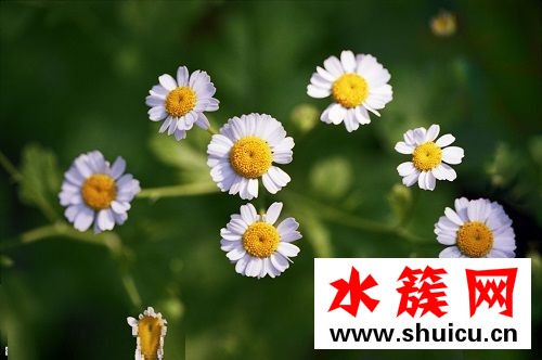 洋甘菊面膜哪個牌子好