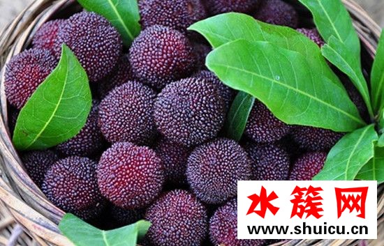 楊梅要怎么洗 楊梅用鹽水泡多久 楊梅要怎么洗