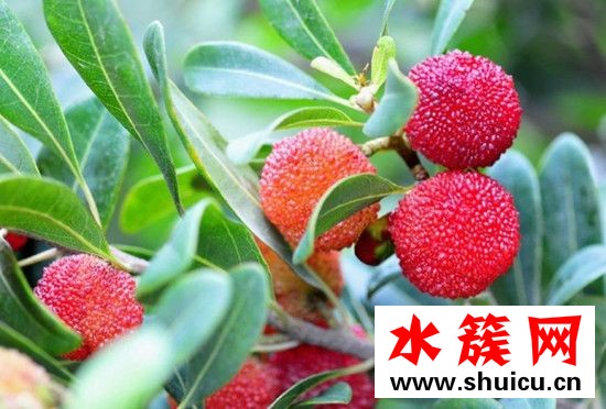 楊梅要怎么洗 楊梅用鹽水泡多久 楊梅要怎么洗