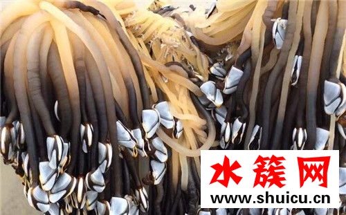 鵝頸藤壺多少錢一斤