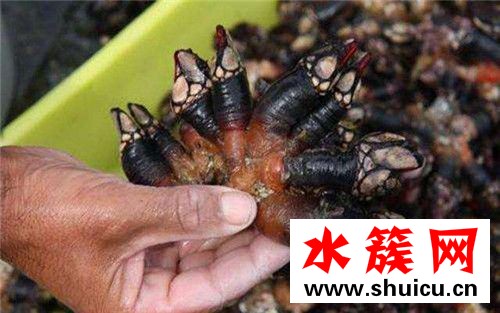 鵝頸藤壺多少錢一斤