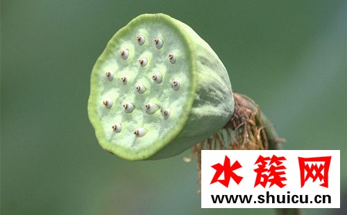 蓮蓬一天吃幾個(gè)最好