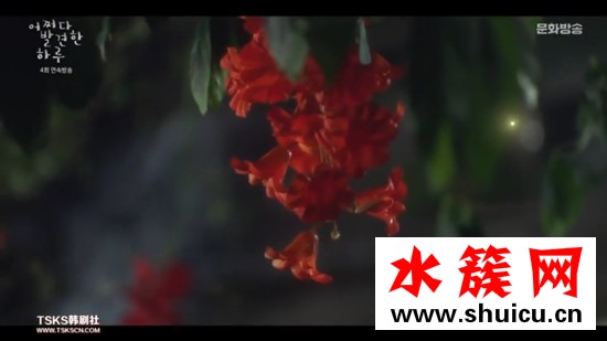 偶然發(fā)現(xiàn)的一天紅色的花是什么