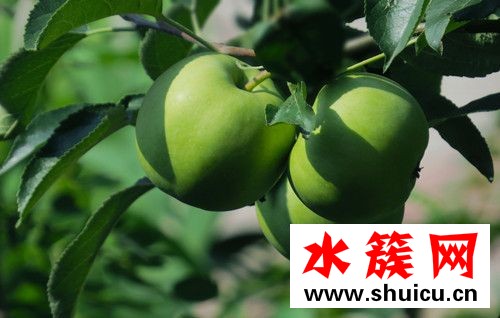 孕婦吃青蘋果好不好 孕婦吃青蘋果要注意什么 孕婦可以吃青蘋果嗎?