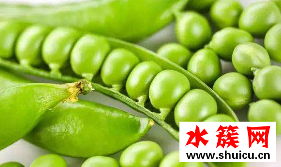 豌豆的熱量