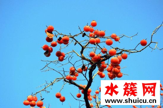 孕婦能吃柿子嗎 孕婦吃柿子對胎兒好嗎 孕婦能吃柿子嗎