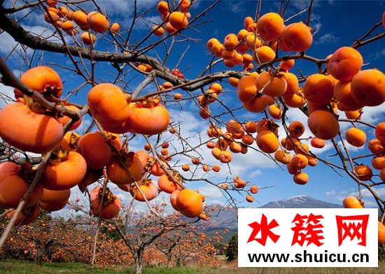 孕婦能吃柿子嗎 孕婦吃柿子對胎兒好嗎 孕婦能吃柿子嗎