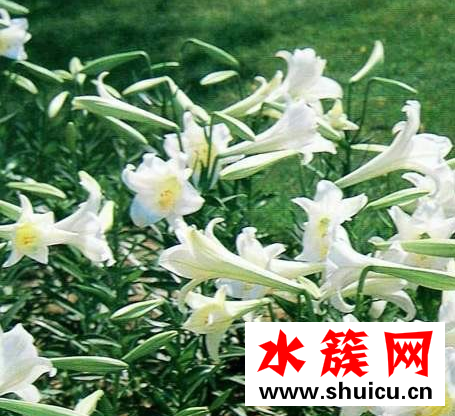 夏天吃什么蔬菜去火 夏季上火吃什么水果好? 哪些水果吃了會(huì)上火?