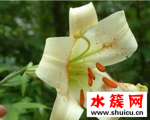夏天吃什么蔬菜去火 夏季上火吃什么水果好? 哪些水果吃了會(huì)上火?
