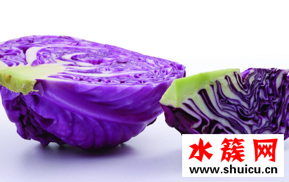 紫甘藍和包菜的區(qū)別