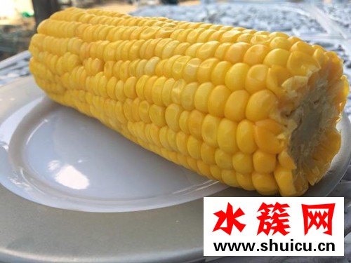 你熟玉米是什么意思