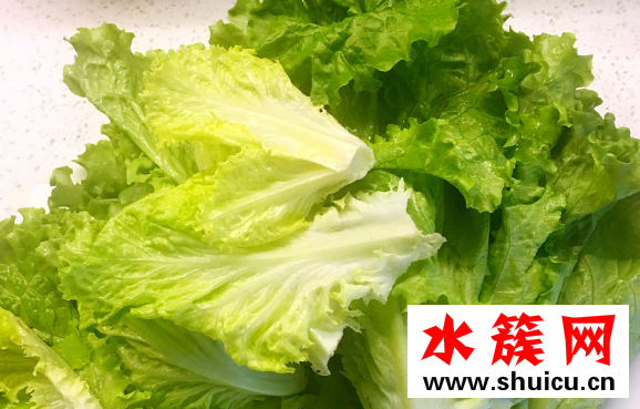 生菜可以生吃嗎 生菜的功效與作用 生菜可以生吃嗎