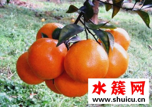 春見是什么水果