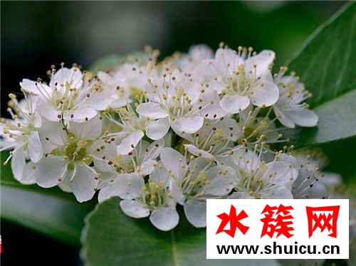 石楠花為什么那個味道