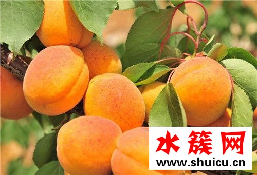 新疆杏子什么時候成熟