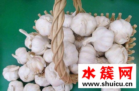 枕頭下面放大蒜好不好 大蒜放枕頭下面的功效 大蒜放枕頭下面的功效