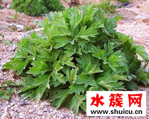 孕婦可以吃艾葉草嗎?會有副作用么? 孕婦可以吃艾葉草嗎?