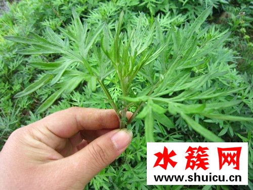 孕婦可以吃艾葉草嗎?會有副作用么? 孕婦可以吃艾葉草嗎?