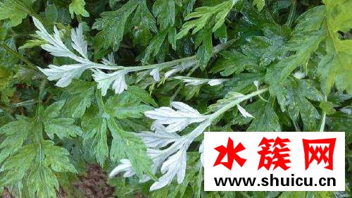 孕婦可以吃艾葉草嗎?會有副作用么? 孕婦可以吃艾葉草嗎?