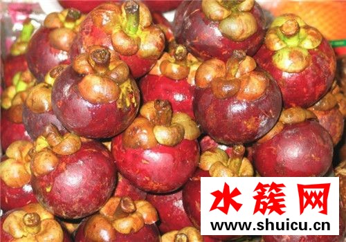 山竹為什么容易壞 山竹為什么不能多吃 山竹為什么容易壞