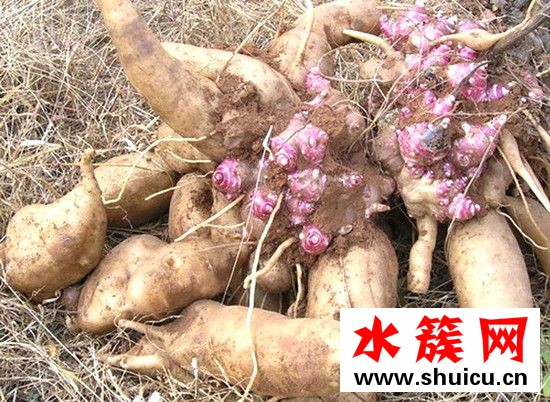 雪蓮果是地瓜嗎