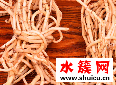 魚腥草可以長期泡水喝嗎 魚腥草泡水有什么副作用 魚腥草可以長期泡水喝嗎