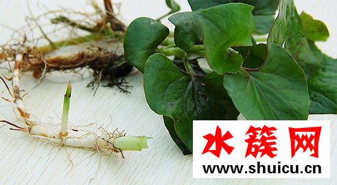 魚腥草可以長期泡水喝嗎 魚腥草泡水有什么副作用 魚腥草可以長期泡水喝嗎