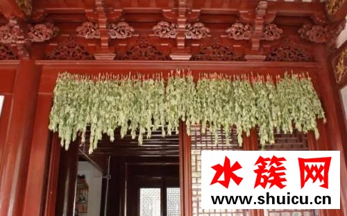 端午節門前為什么要掛艾草 端午節門前掛艾草有什么講究 端午節門前為什么要掛艾草