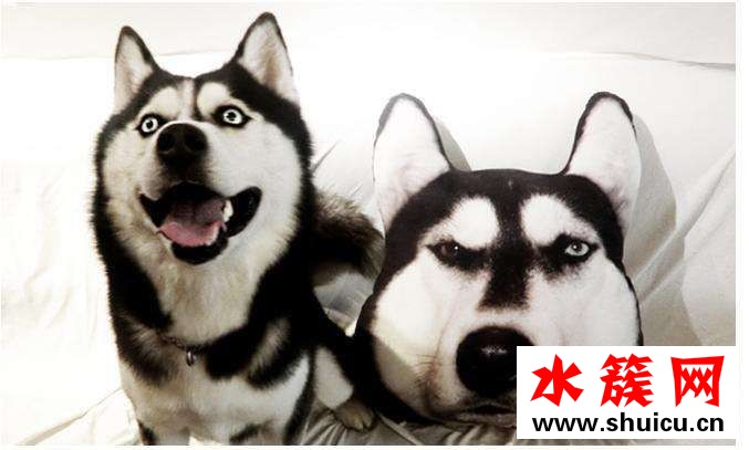 微博評論加狗頭什么意思 微博評論加狗頭代表什么含義 微博評論加狗頭什么意思