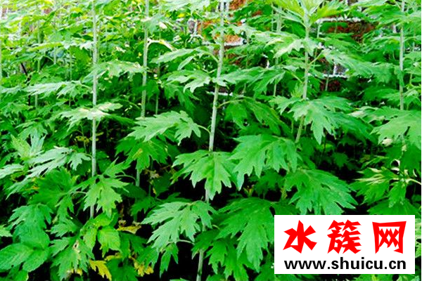 干艾草泡腳有什么作用？