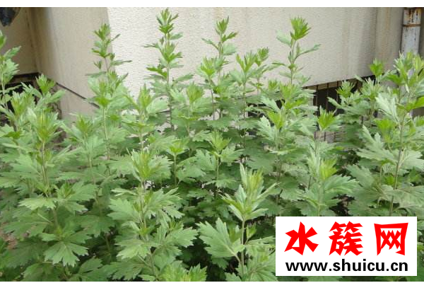 艾草什么時候采摘最好？