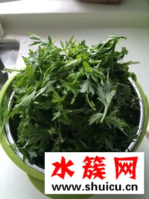 艾草什么時候采摘最好？