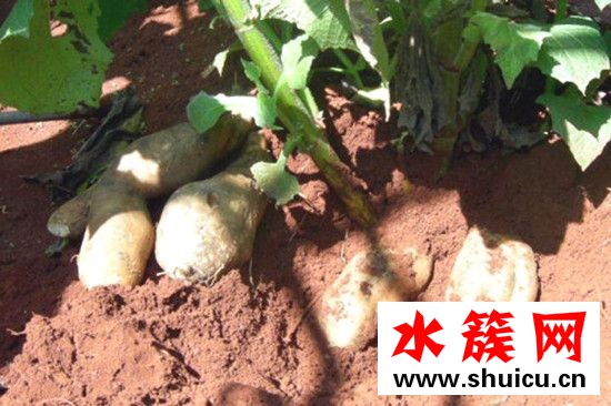 雪蓮果是涼性的嗎