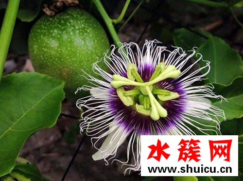 西番蓮是什么？