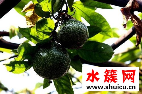 西番蓮是什么？